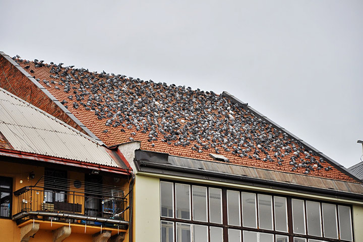 A2B Pest Control are able to install spikes to deter birds from roofs in Brixton Hill. 