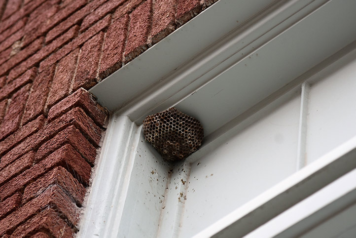 We provide a wasp nest removal service for domestic and commercial properties in Brixton Hill.